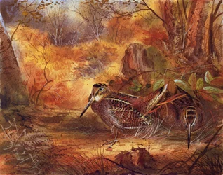 Woodcocks, c. 1890